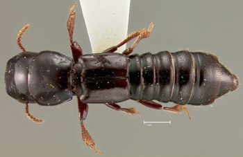 Media type: image;   Entomology 20237 Aspect: habitus dorsal view